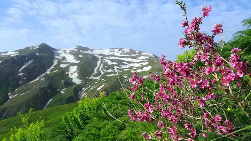 کوه چهل چشمه از جاهای دیدنی کردستان