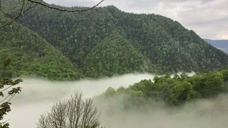 جنگل لاویج از جاهای دیدنی چمستان