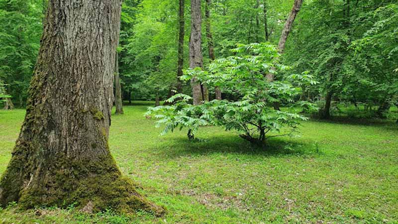 پارک جنگلی کشپل از جاهای دیدنی چمستان