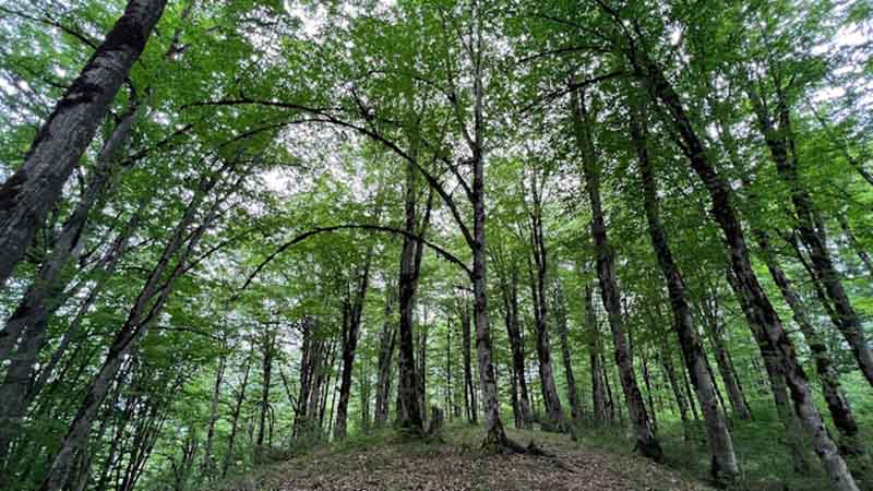 جنگل واز از جاهای دیدنی چمستان