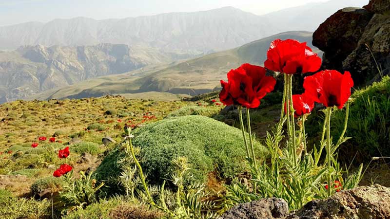 دشت لار از جاهای دیدنی آمل