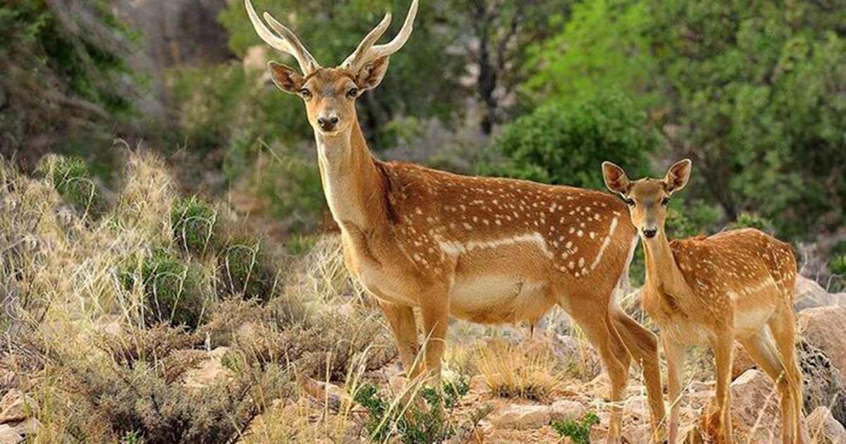 پارک ملی دز از جاهای دیدنی شوش