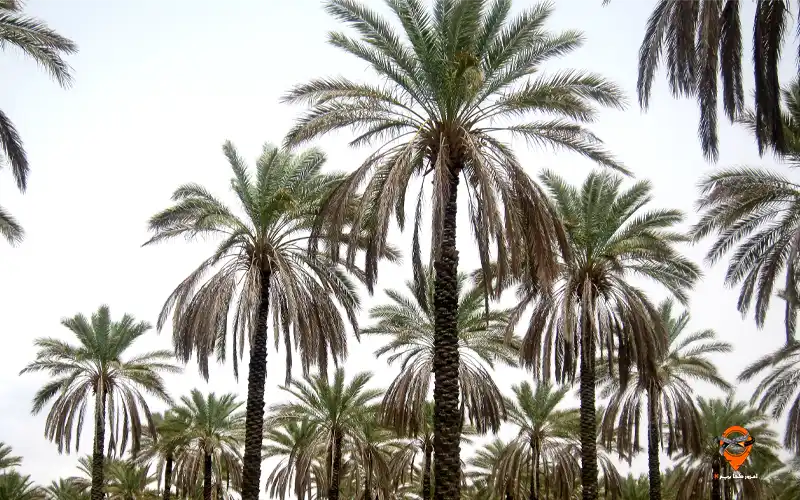 تور بوشهر