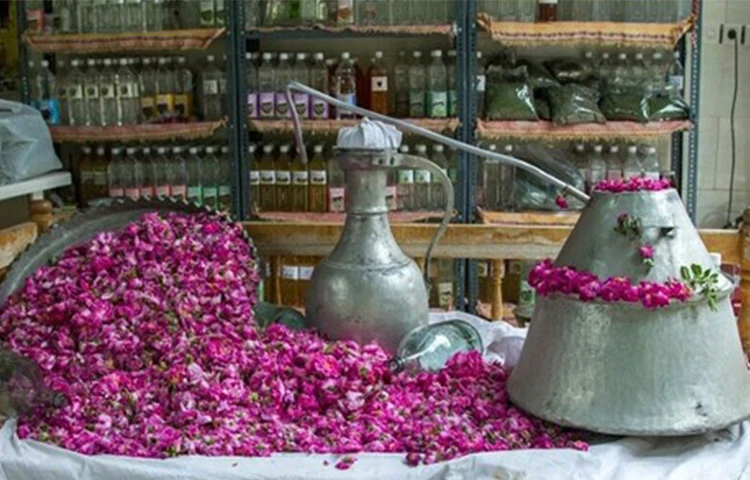 گلاب گیری در کاشان