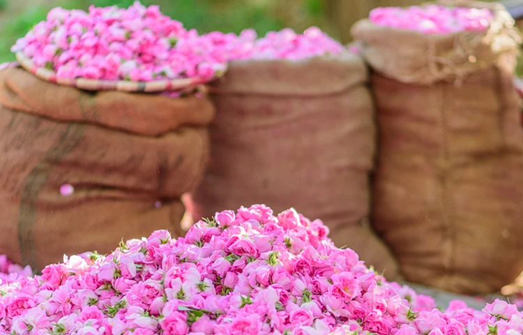 گلاب گیری در کاشان