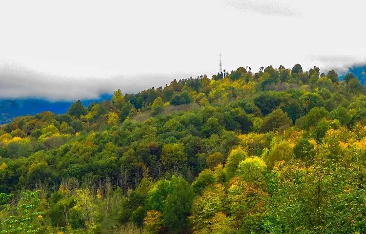 جنگل های هیرکانی