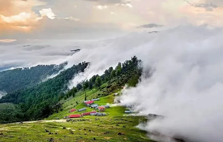 جنگل های هیرکانی