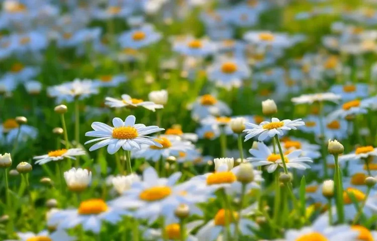 دشت گل های بابونه