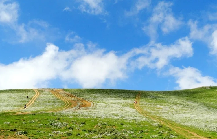 جواهر دشت