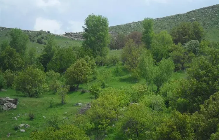 جنگل گنزق