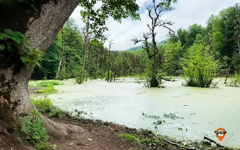 مرداب دریوک