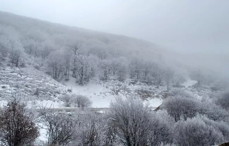 جنگل ابر