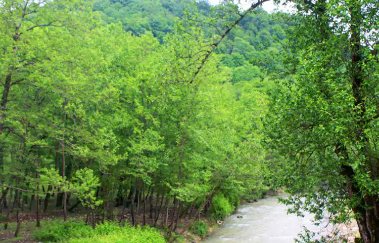 جنگل بلیران