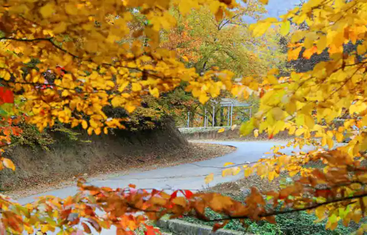 جنگل بلیران