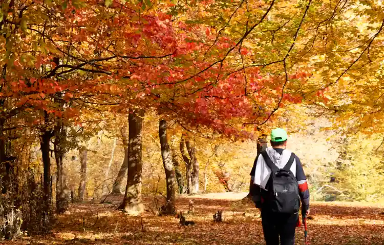 جنگل بلیران