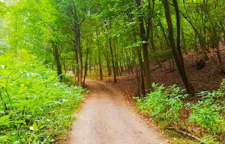 جنگل بلیران