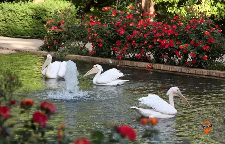 باغ گلشن طبس