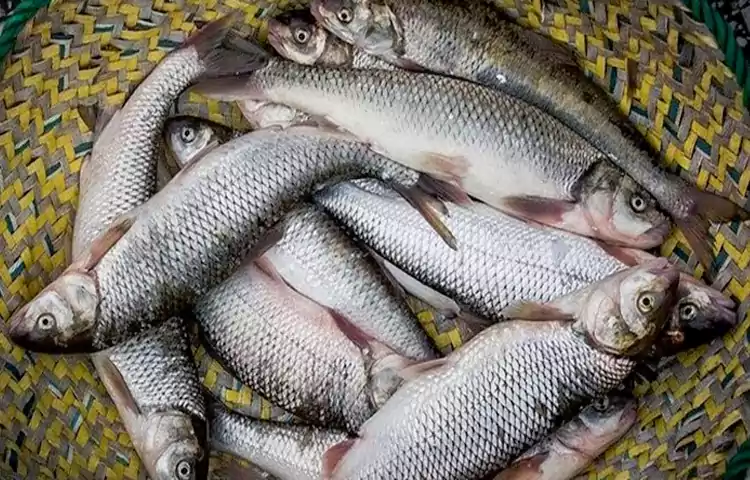 سوغات بوشهر