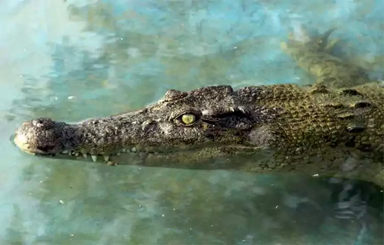 تفریحات قشم