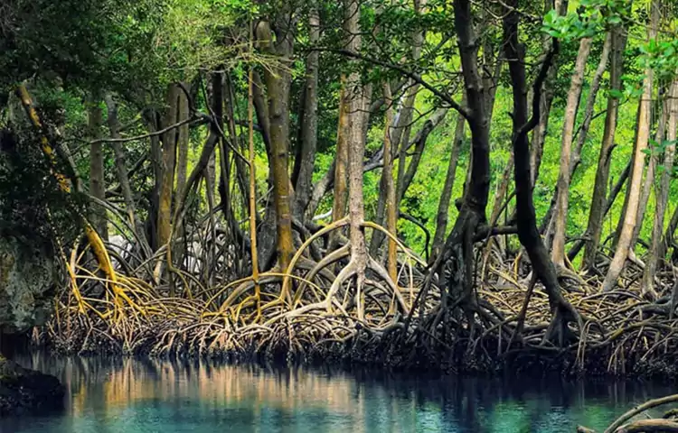 تفریحات قشم