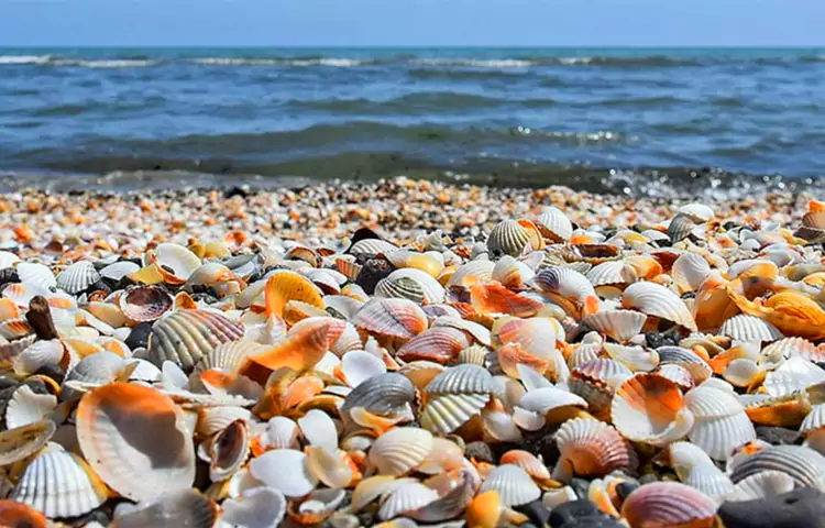 سواحل بوشهر