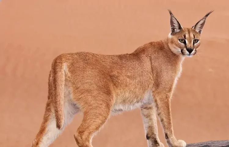 کویر کاراکال