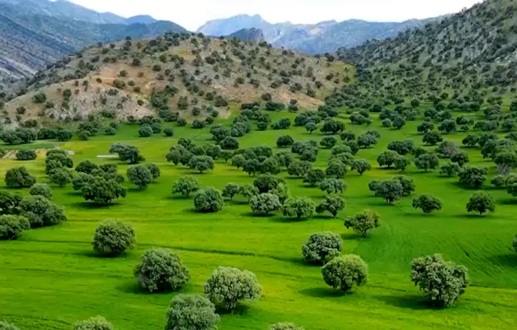 جنگل&zwnj;های زاگرس