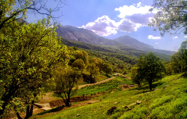 جنگل&zwnj;های بلوط لرستان