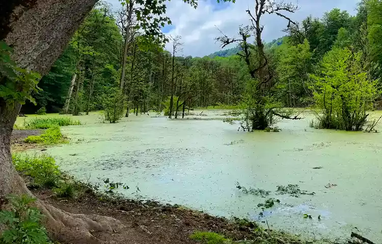 مرداب دریوک