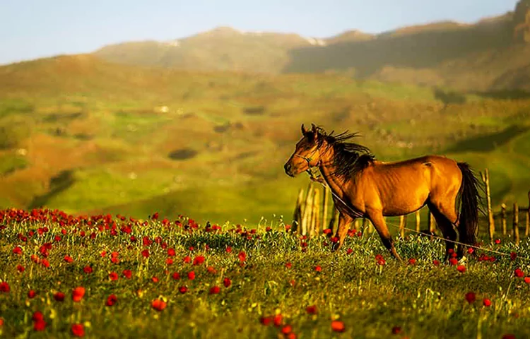 ییلاق شکردشت