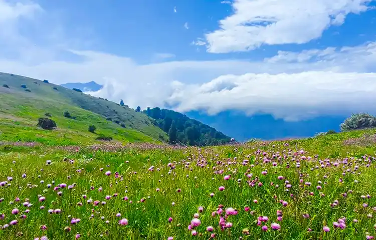 پوشش گیاهی و جانوری سلانسر