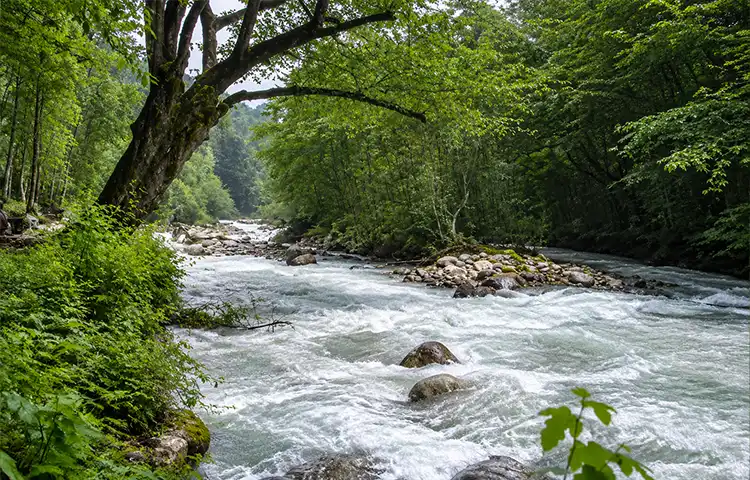طبیعت جنگل دوهزار
