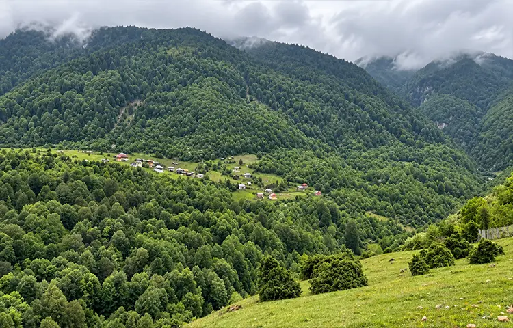 پوشش گیاهی و جانوری جنگل دوهزار
