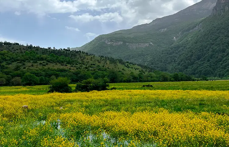 دشت دریاسر