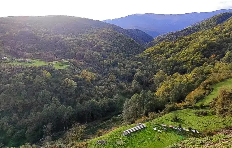 جنگل چلاو