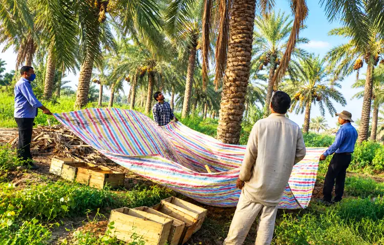 بهترین زمان بازدید از نخلستان آبپخش