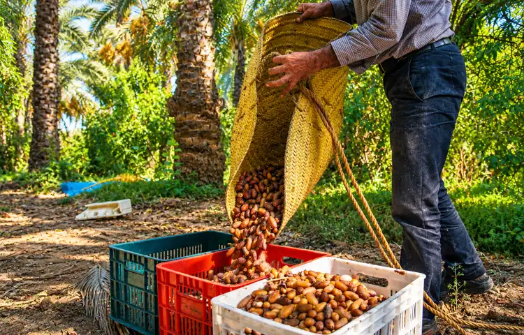 تجربه گشتوگذار در نخلستان آبپخش