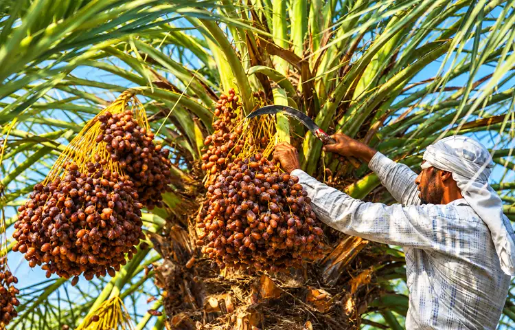 خرمای آبپخش