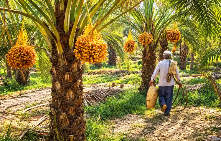 نخلستان آبپخش چگونه شکل گرفته و چه اهمیتی برای منطقه دارد؟