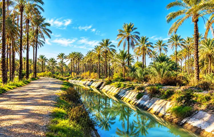 نخلستان آبپخش کجاست؟