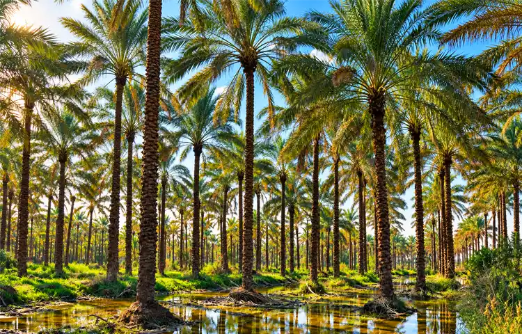 نکات مهم برای بازدید از نخلستان آبپخش