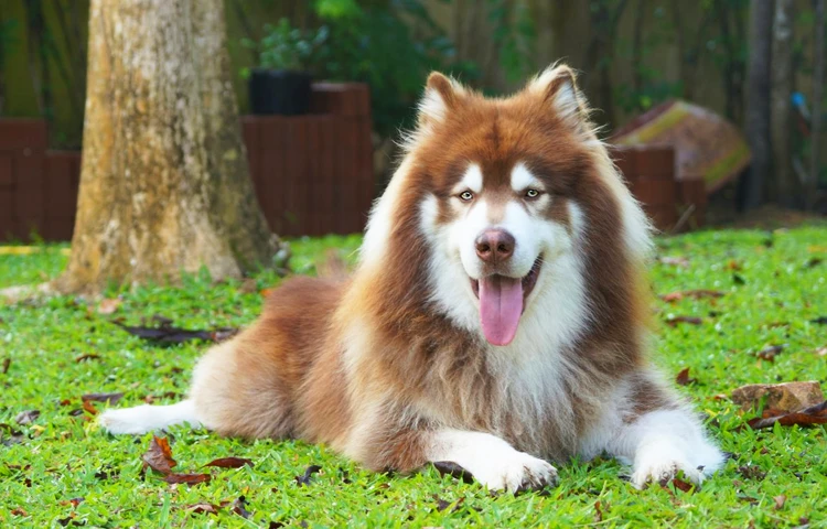 هاسکی مالاموت آلاسکایی