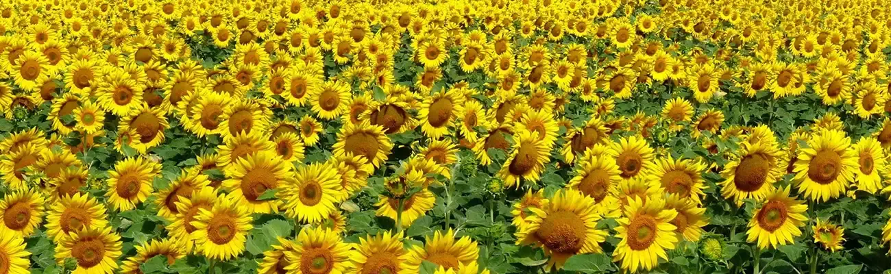 کالپوش؛ سرزمین گل‌های رنگارنگ در چهار فصل ایران