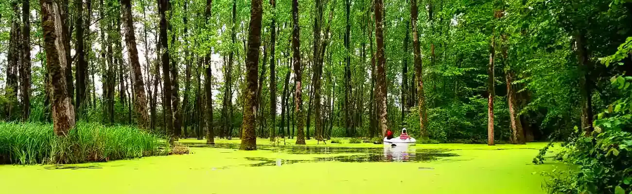 جنگل سراوان؛ هزارتوی سبز و طبیعت بکر گیلان