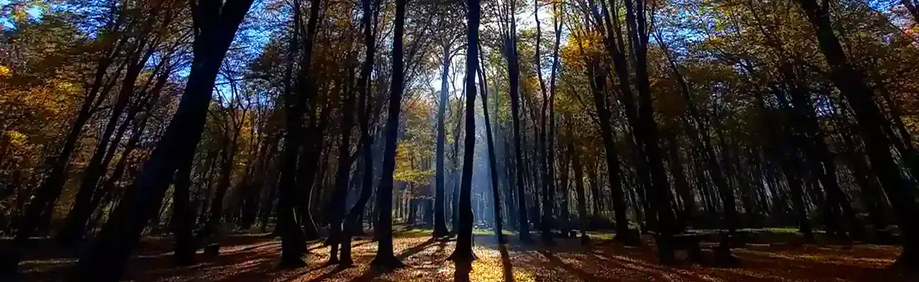 جنگل سیسنگان؛ قاب سبز کنار دریای مازندران