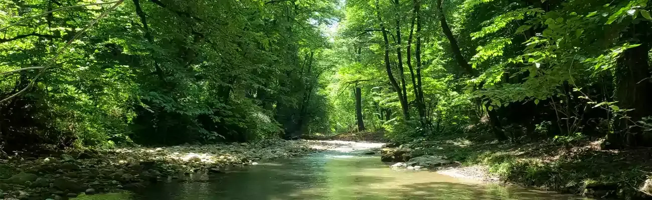 جنگل بلیران؛ آرامش میان درختان سرسبز و آبگرم‌های طبیعی