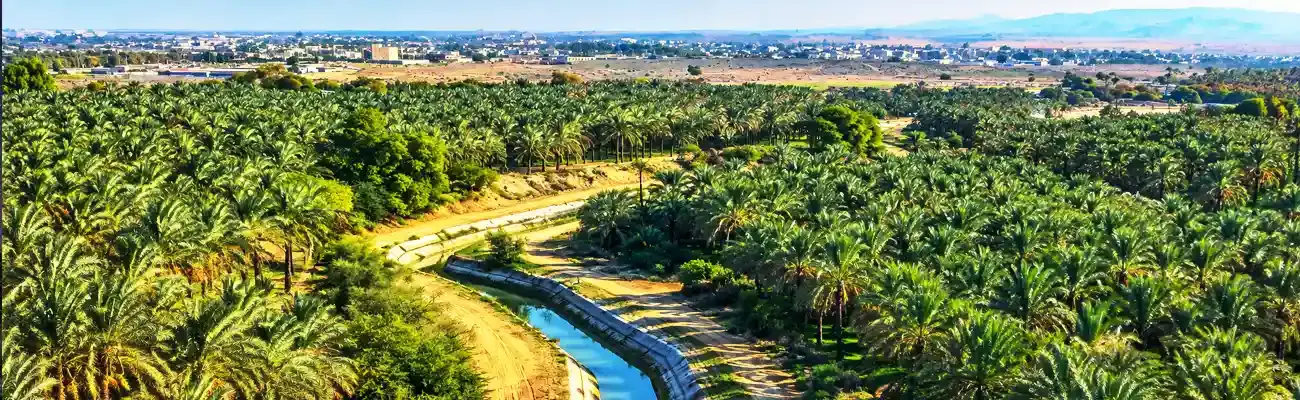 نخلستان آبپخش؛ جاده‌ای سبز میان نخل‌های بوشهر